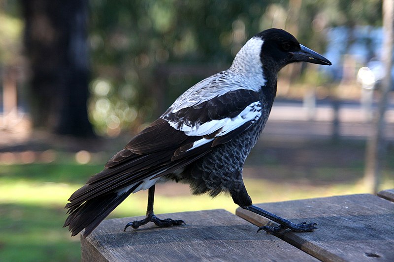 File:Cracticus tibicen -Melbourne, Australia -juvenile-8.jpg