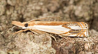 <i>Crambus agitatellus</i> Species of moth