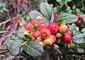 Čeština: Brusnice brusinka (Vaccinium vitis-idaea) v přírodním parku Třemšín nedaleko Hutí pod Třemšínem, okres Příbram - ČR English: Vaccinium vitis-idaea in Nature park Třemšín, Příbram District in Czech Republic