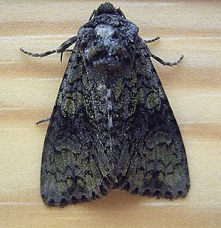 <i>Craniophora ligustri</i> Species of moth
