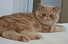 Exotic Shorthair