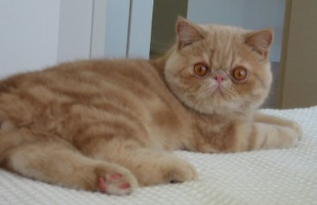 Cream tabby exotic cat.jpg