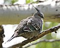 Crested Pigeon (Ocyphaps lophotes) - Flickr - Lip Kee (4).jpg