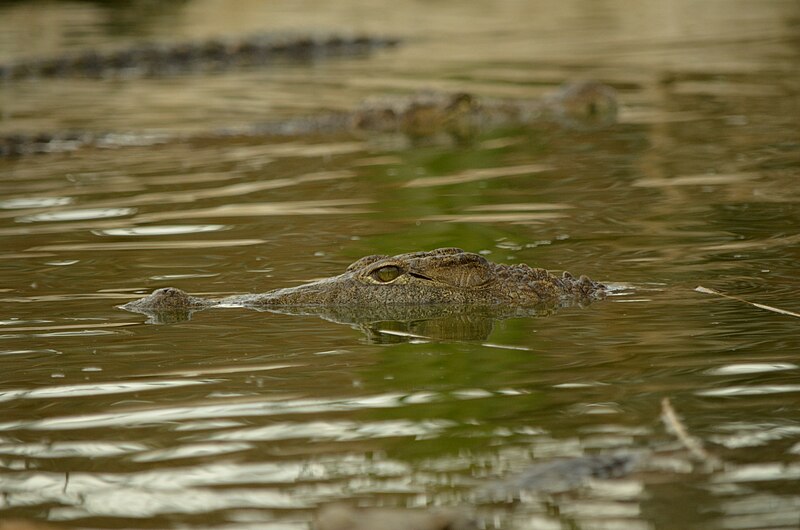 File:Croccodile (17463173605).jpg