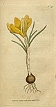 Illustration of a yellow crocus angustifolius from 1787