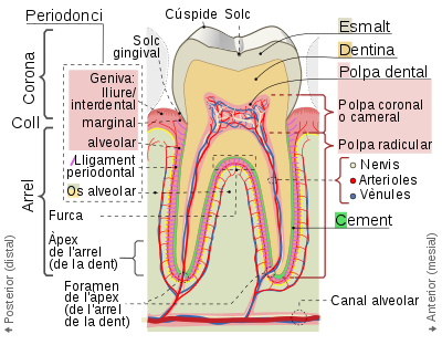 Cross sections of teeth cat.svg