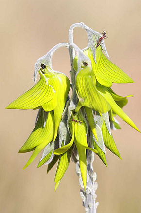 Kuvan kuvaus Crotalaria cunninghamii 2.jpg.