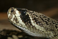 Eastern Diamondback Rattlesnake: Description, Common names, Distribution and Habitat