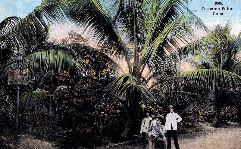 File:Cuba - Cocoanut Palms.jpg