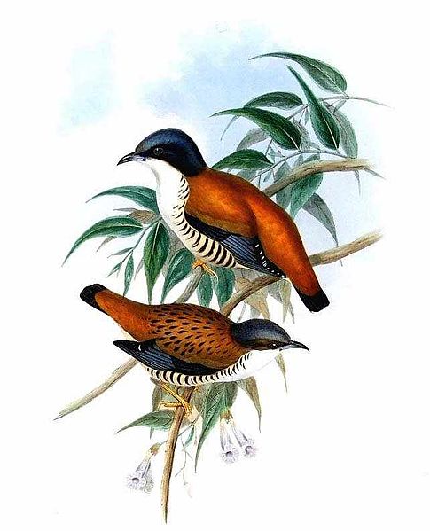 File:Cutia nipalensis by John Gould.jpg