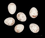 Image représentant 6 œufs de mésange sur fond noir. Les œufs sont blancs tachetés de brun.