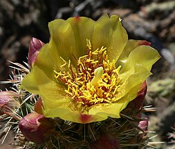 Red Rock Canyon, Nevada