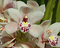 * Nomination Boat orchid (Cymbidium x cultivar) in full bloom, unheated veranda, France. --JLPC 18:29, 3 March 2013 (UTC) * Promotion Good Quality --Rjcastillo 18:44, 3 March 2013 (UTC)