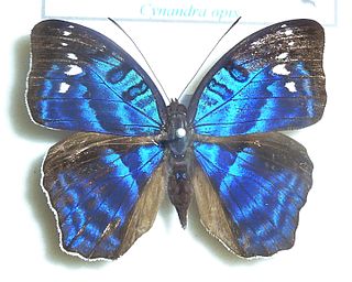 <i>Cynandra</i> Monotypic brush-footed butterfly genus
