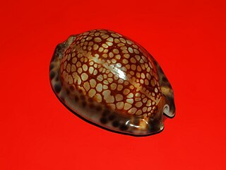 <i>Mauritia maculifera</i> Species of gastropod