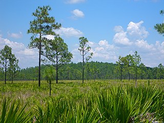 Cypress dome A swamp dominated by pond cypress