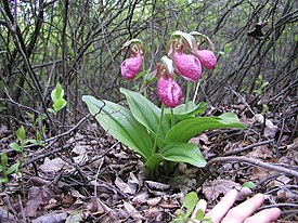 La chaussure est sans pied.  Un groupe de plantes à fleurs.