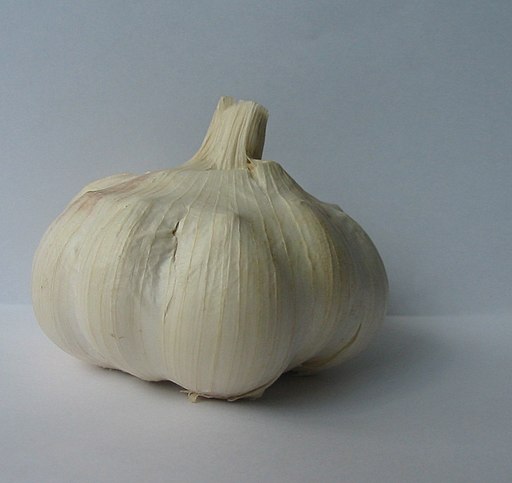 Garlic