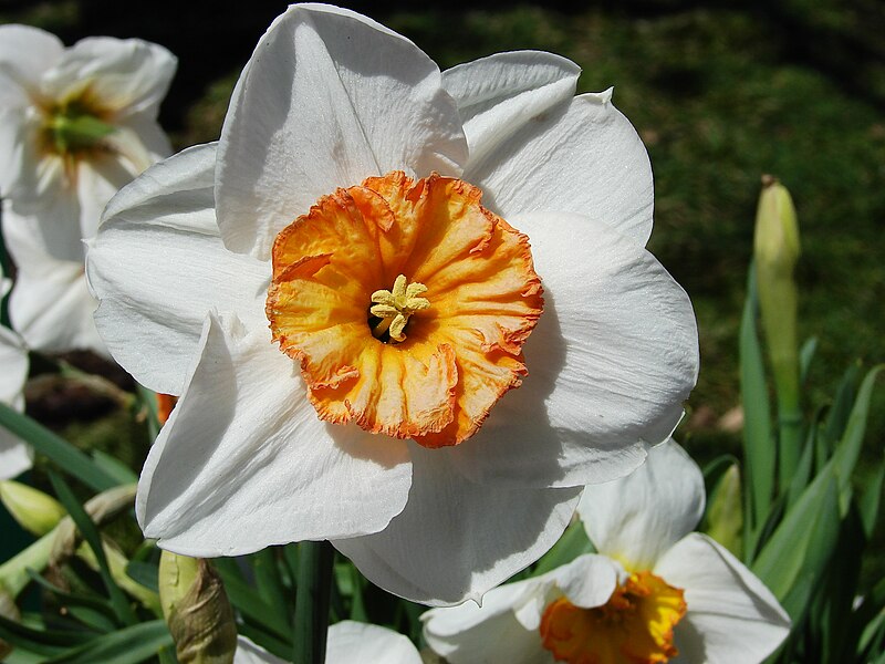 File:Daffodil 5.jpg