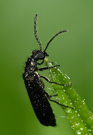 <i>Dasytes plumbeus</i> European beetle introduced to N. America