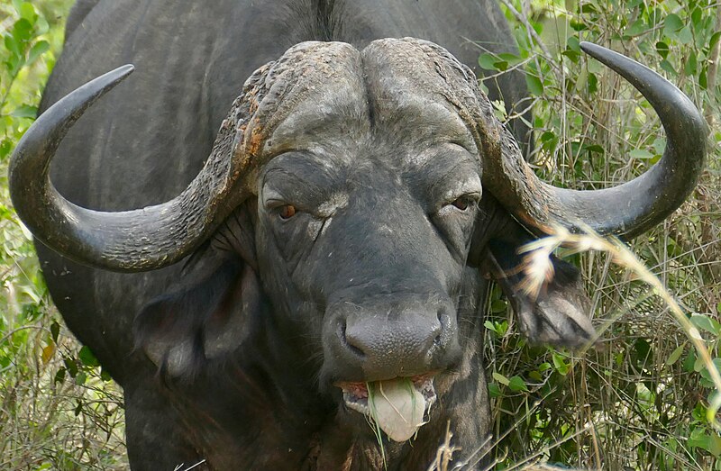 File:Day 71 Cape Buffalo (Syncerus caffer) bull ... (53362519492).jpg