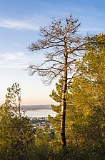 Pinus halepensis (Aleppo Pine)