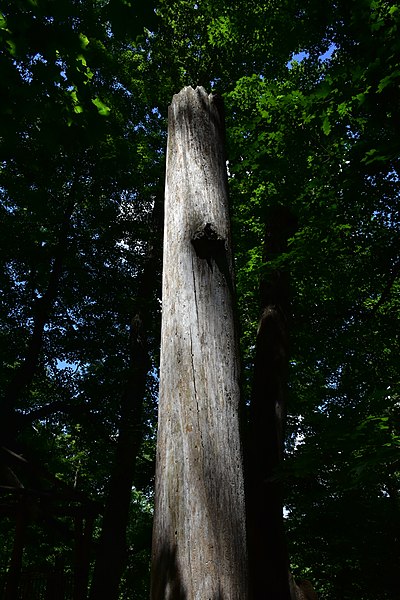 File:Dead Trunk in the Forest.jpg