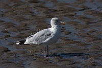 Mouette.