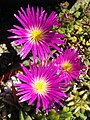 Delosperma sutherlandii