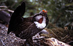 A(z) Dendragapus lap bélyegképe