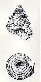 <i>Dentistyla sericifilum</i> species of mollusc