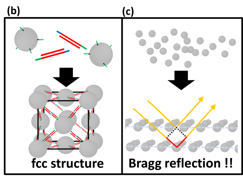 File:Design 10-25 構造色 DNAで架橋.png