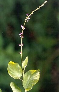 Desmodium gangeticum.jpg