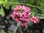 Dianthus pinifolius 2.JPG