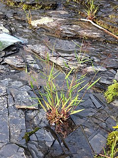 <i>Dichanthelium lindheimeri</i> Species of grass