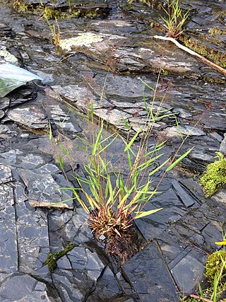 <i>Dichanthelium lindheimeri</i> Species of grass