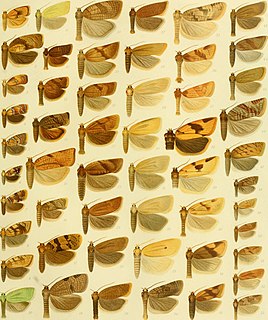 <i>Tosirips</i> Genus of tortrix moths