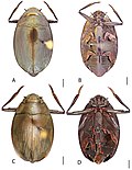 Miniatura para Dineutus sublineatus