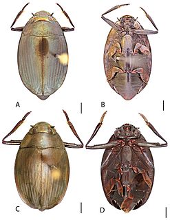 <i>Dineutus sublineatus</i> Species of beetle
