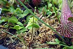 Thumbnail for File:Dionaea muscipula 16zz.jpg