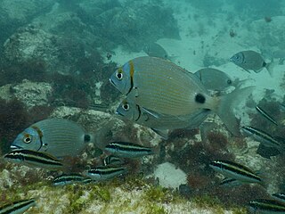 <i>Diplodus prayensis</i> Species of fish