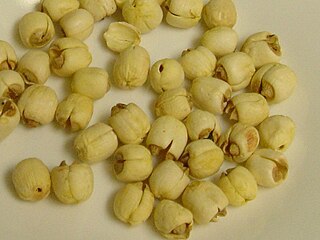 Lotus seed seed of plants in the genus Nelumbo, particularly the species Nelumbo nucifera