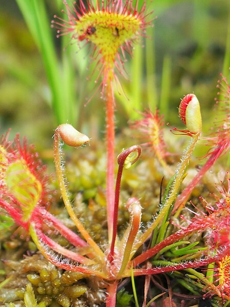 File:Drosera rotundifolia Rosiczka okrągłolistna 2022-06-21 12.jpg