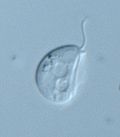 Miniatura per Protists