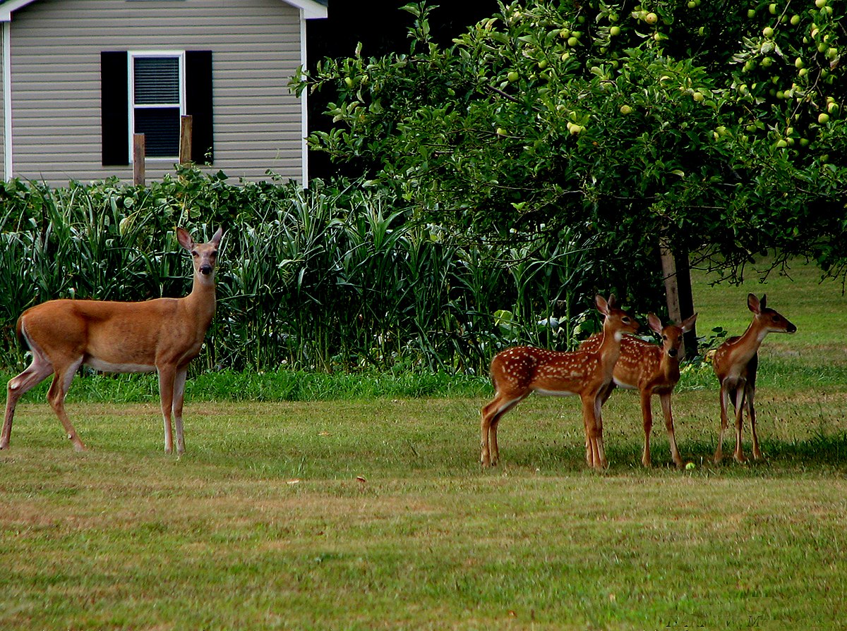 Dad S Trick How To Keep Deer Out Of Your Garden Or Yard Tyrant