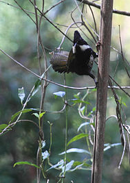 Eastern Whipbird (Psophodes olivaceus), Dandenong Ranges, Victoria, Australia