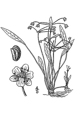 <i>Helanthium bolivianum</i> Species of aquatic plant