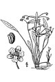 Pygmy chain sword plant