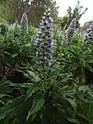 Echium callithyrsum kz2.JPG