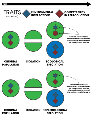 <span class="mw-page-title-main">Nonecological speciation</span>